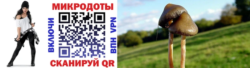 Псилоцибиновые грибы Psilocybe купить цена Благодарный